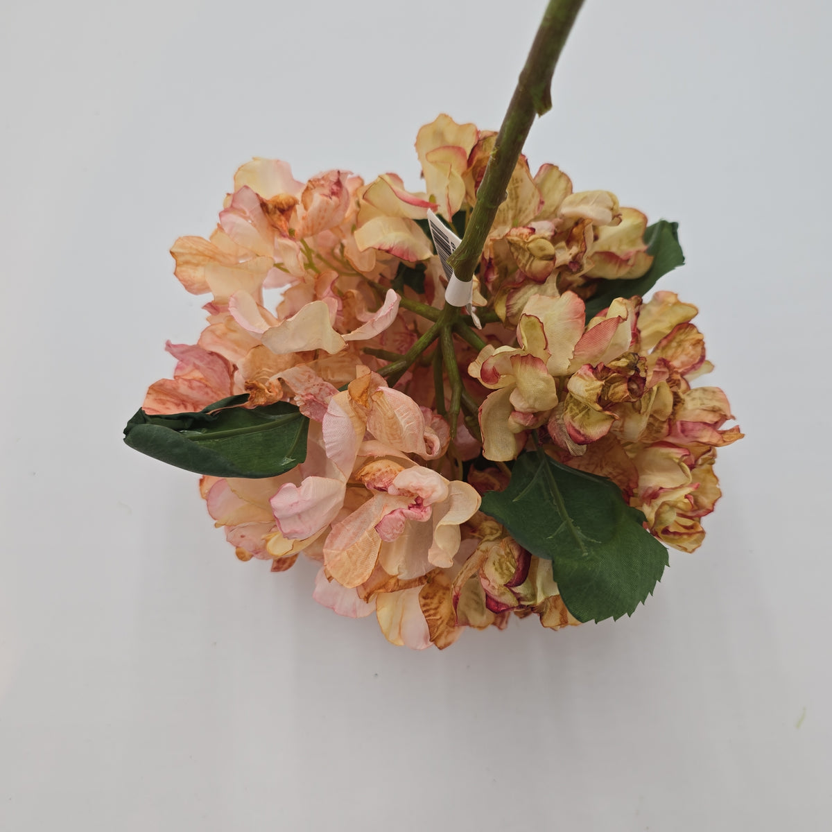Hydrangea--#fsh573-pk/bo