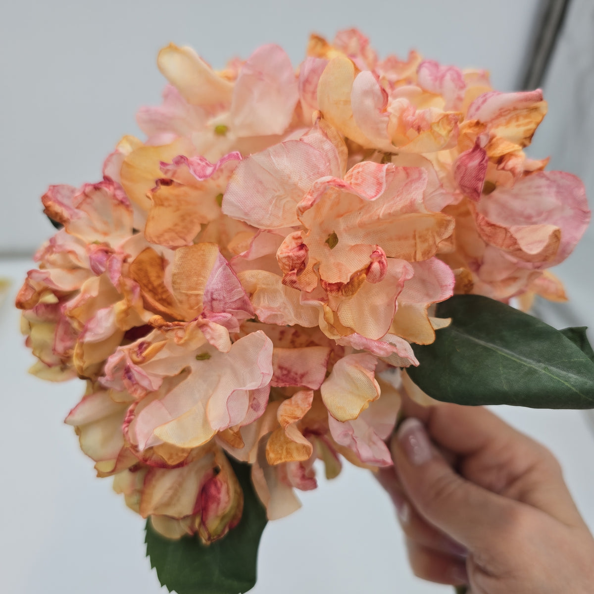 Hydrangea--#fsh573-pk/bo
