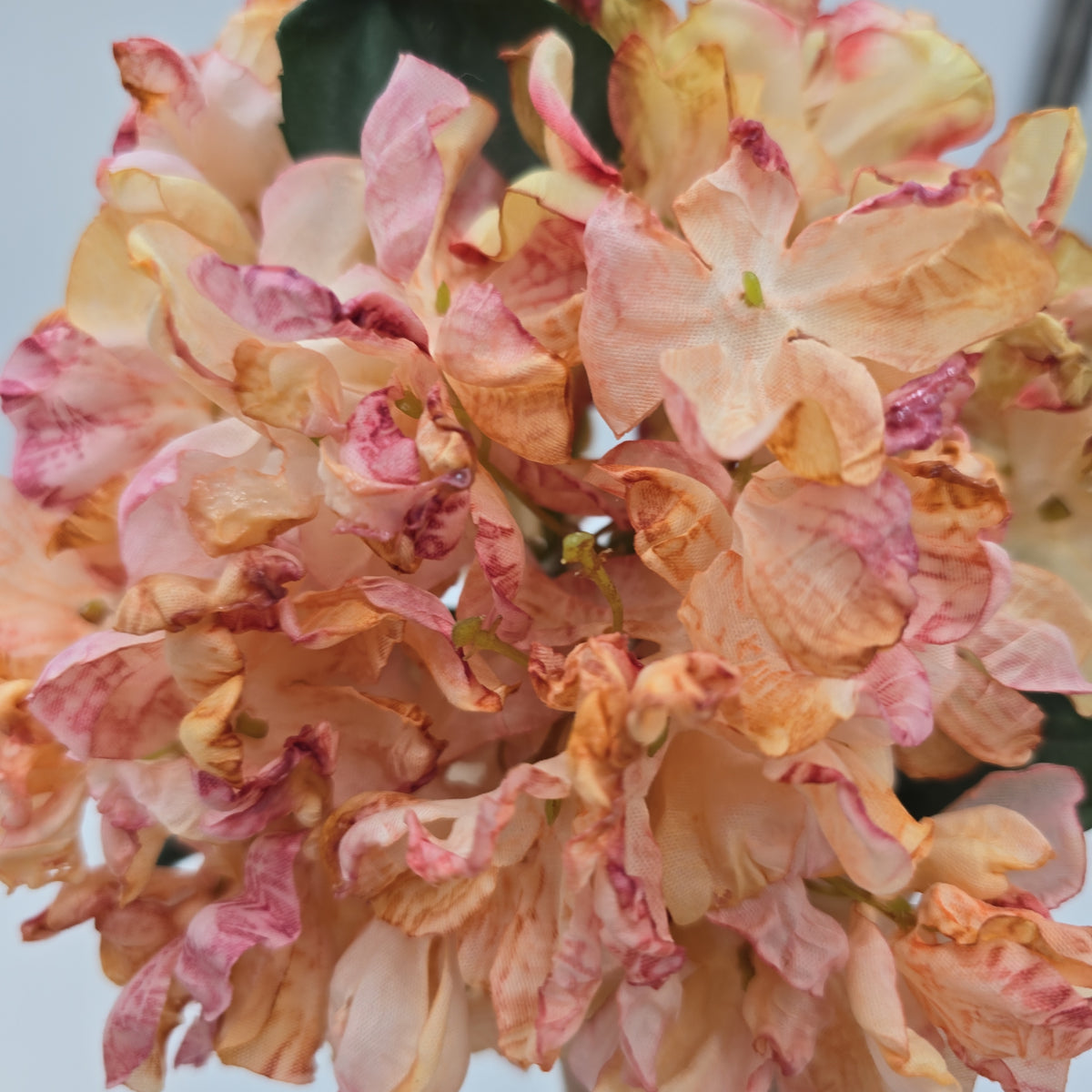 Hydrangea--#fsh573-pk/bo