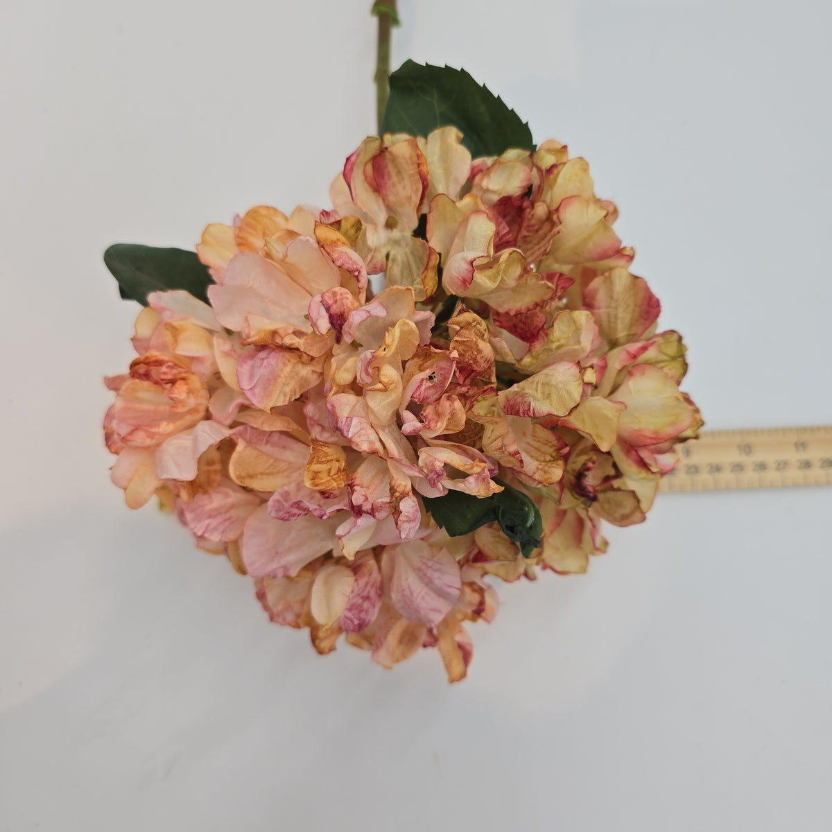 Hydrangea--#fsh573-pk/bo
