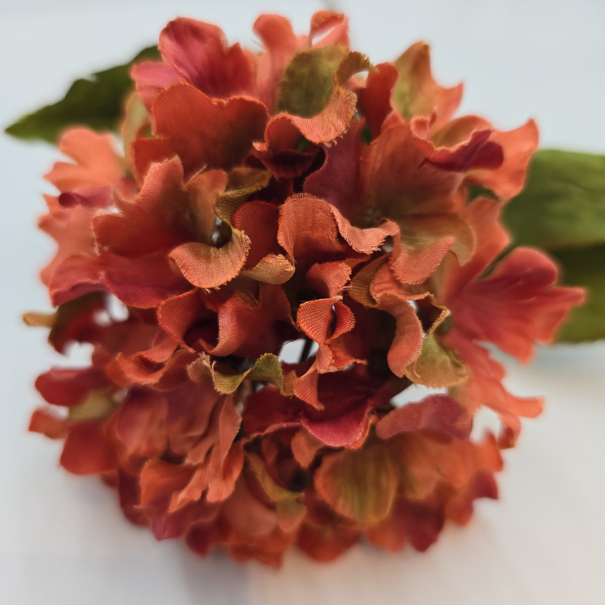 Small Hydrangea--#03058