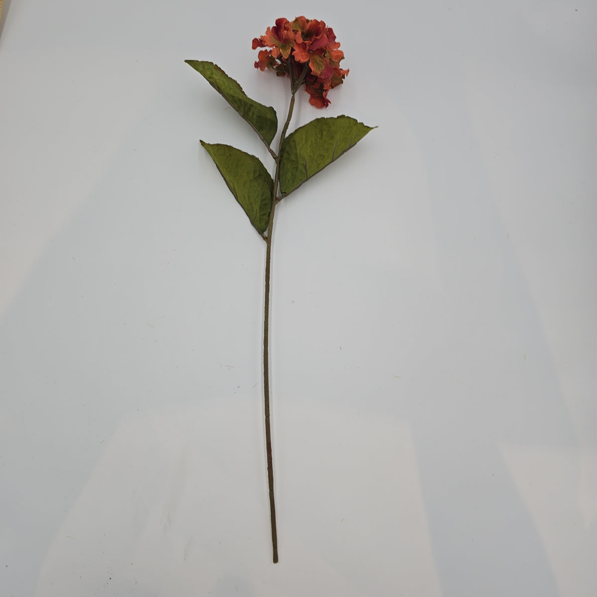 Small Hydrangea--#03058