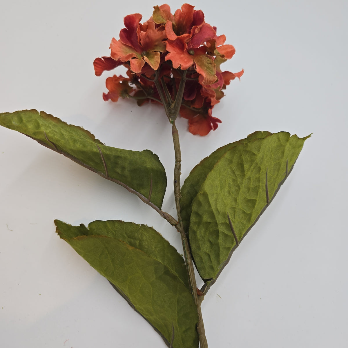 Small Hydrangea--#03058