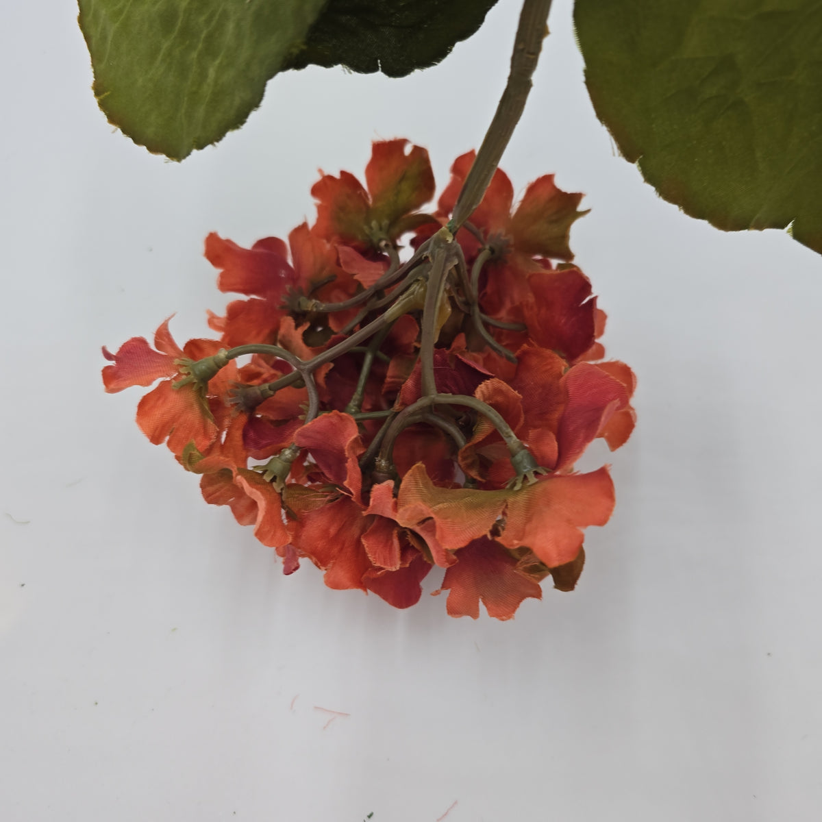 Small Hydrangea--#03058