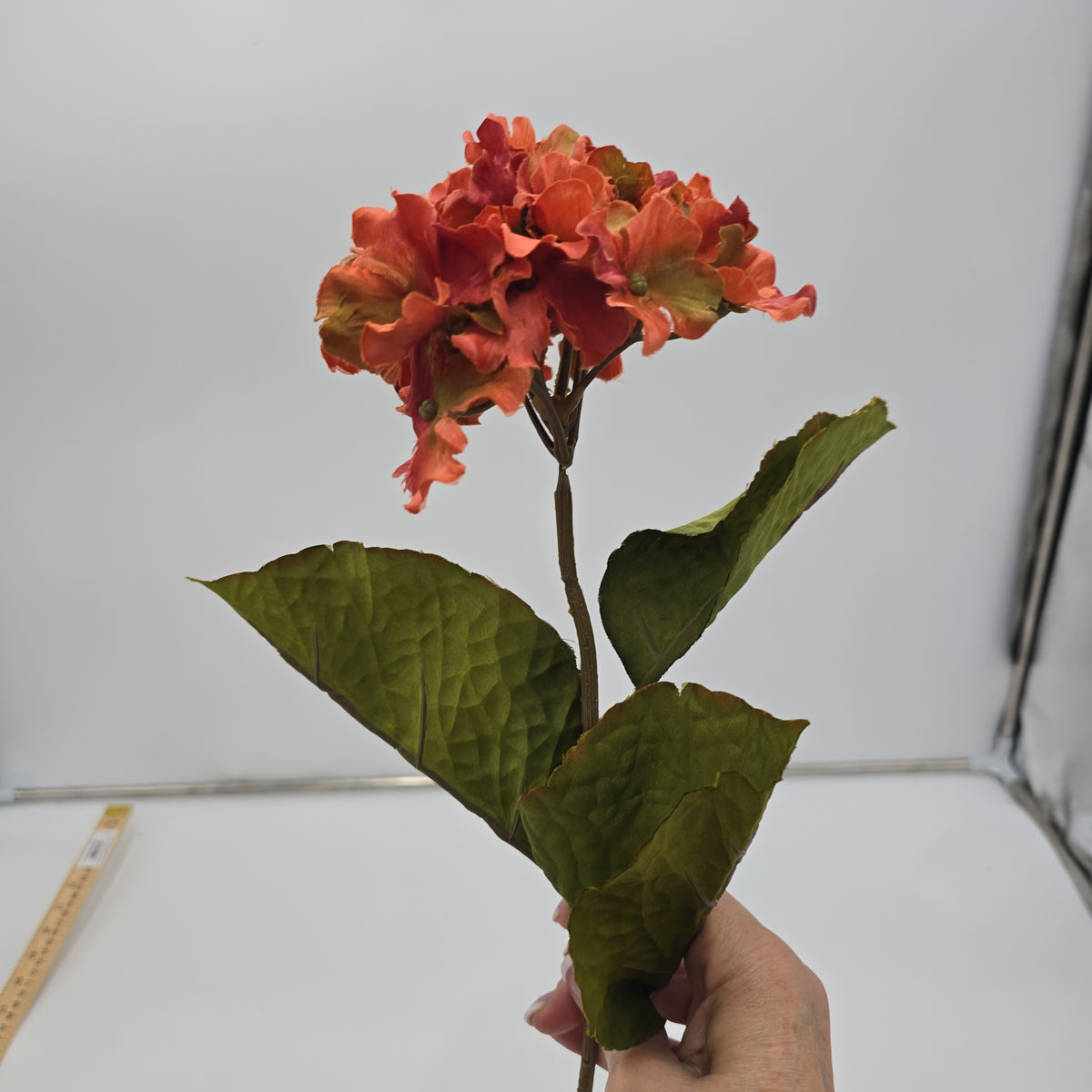 Small Hydrangea--#03058