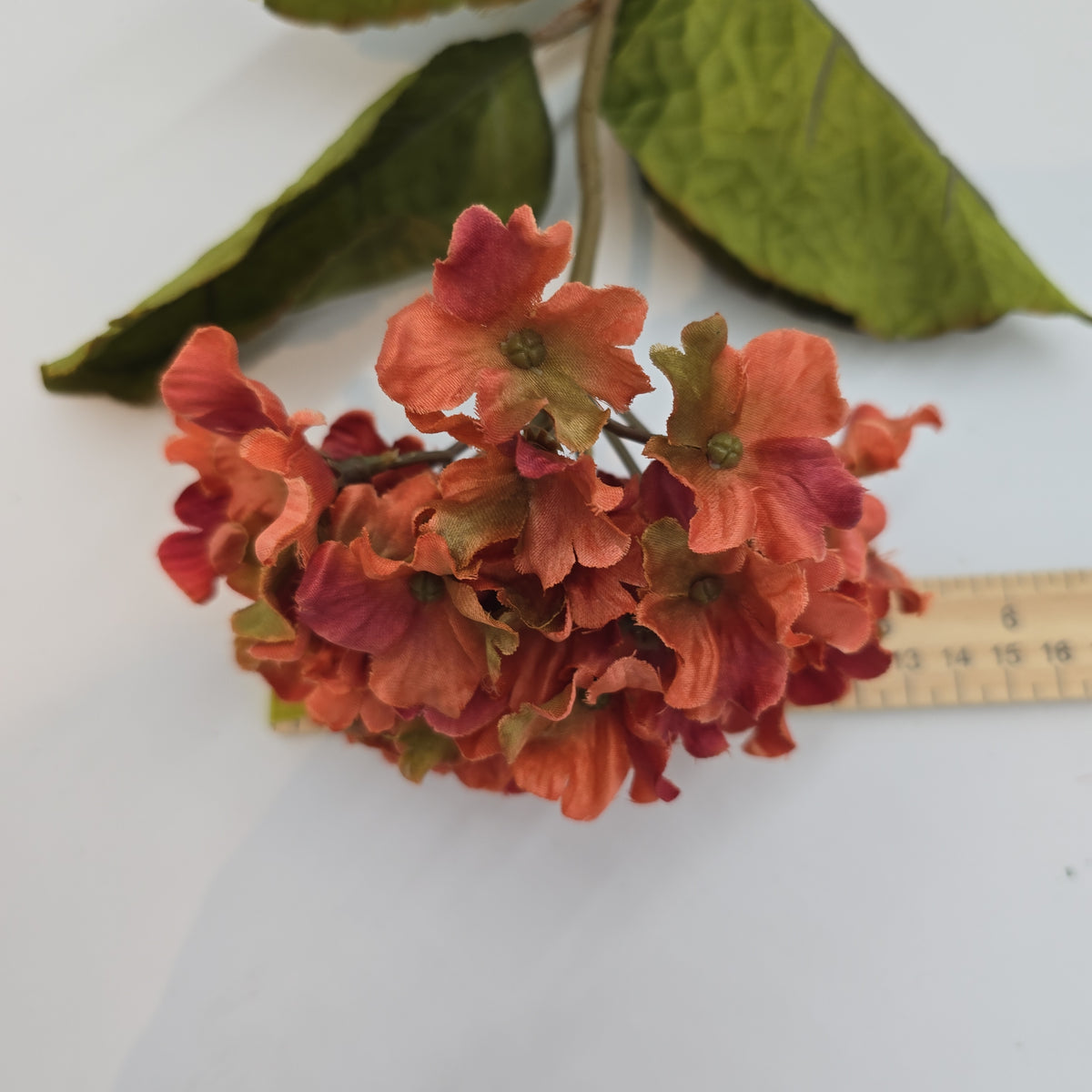 Small Hydrangea--#03058