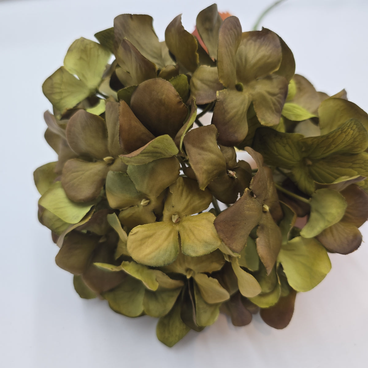 Hydrangea--#fsh276-gr/mo