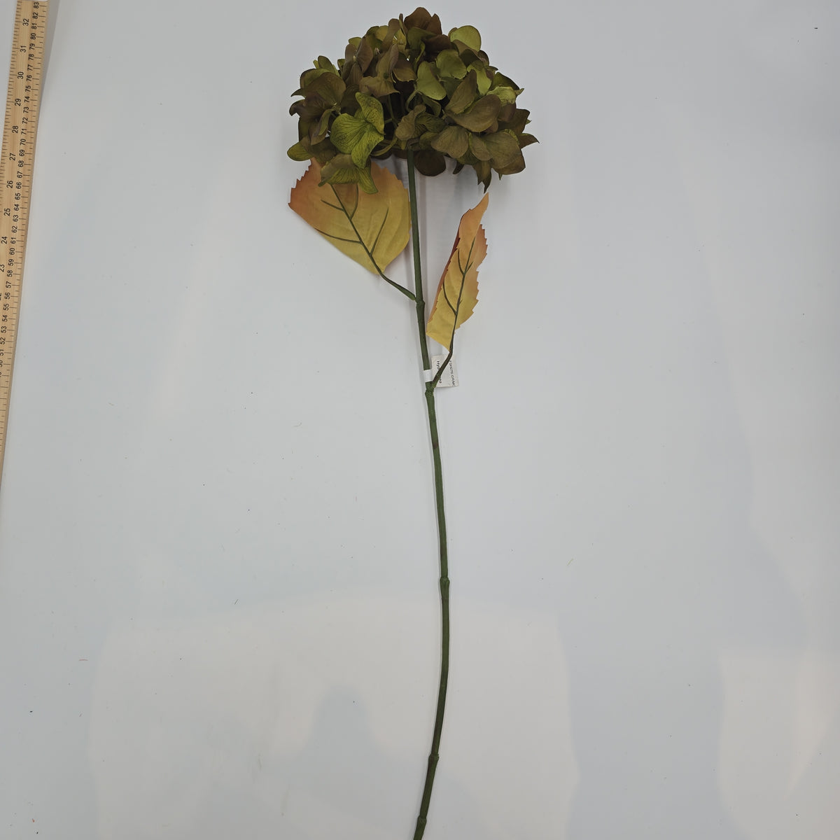 Hydrangea--#fsh276-gr/mo