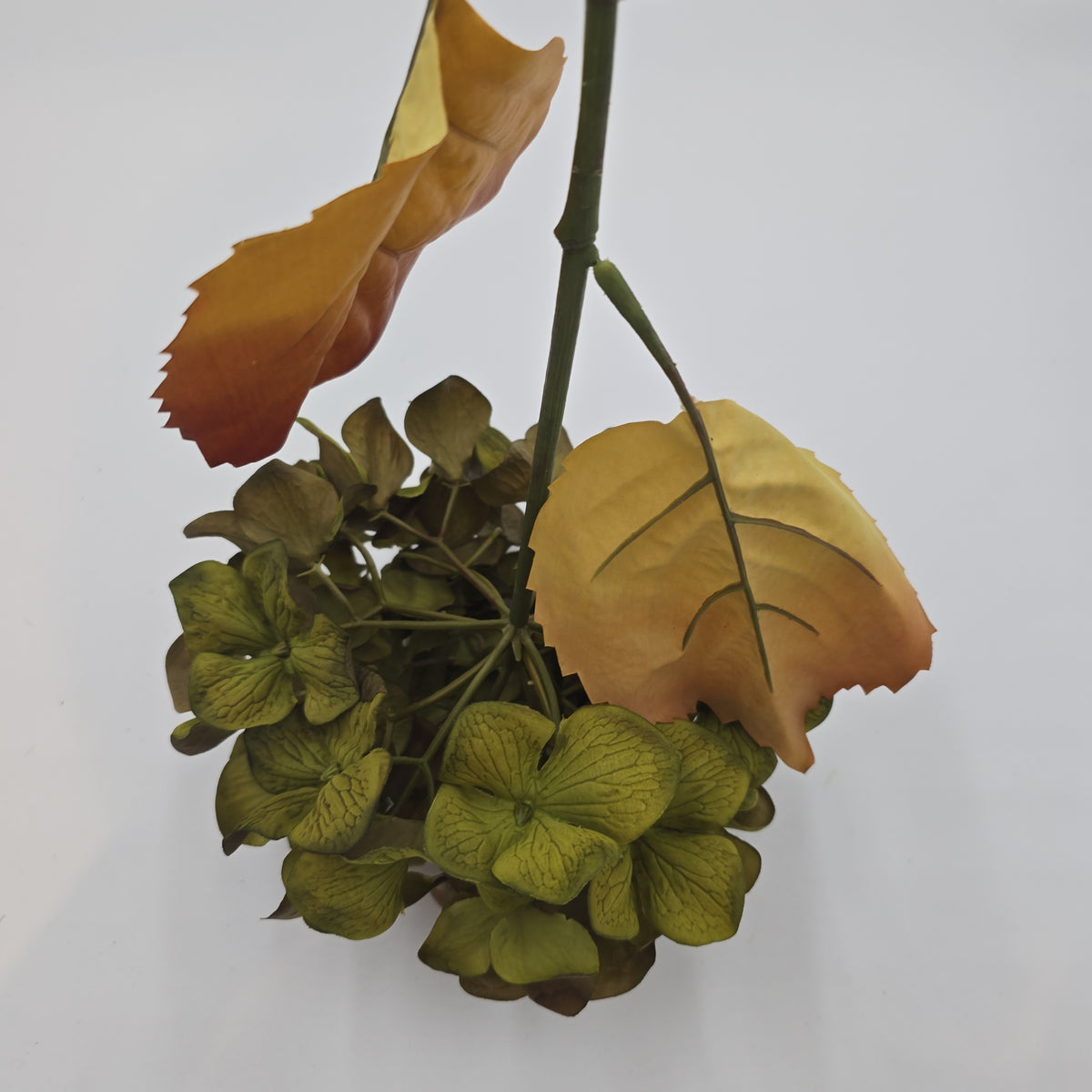 Hydrangea--#fsh276-gr/mo