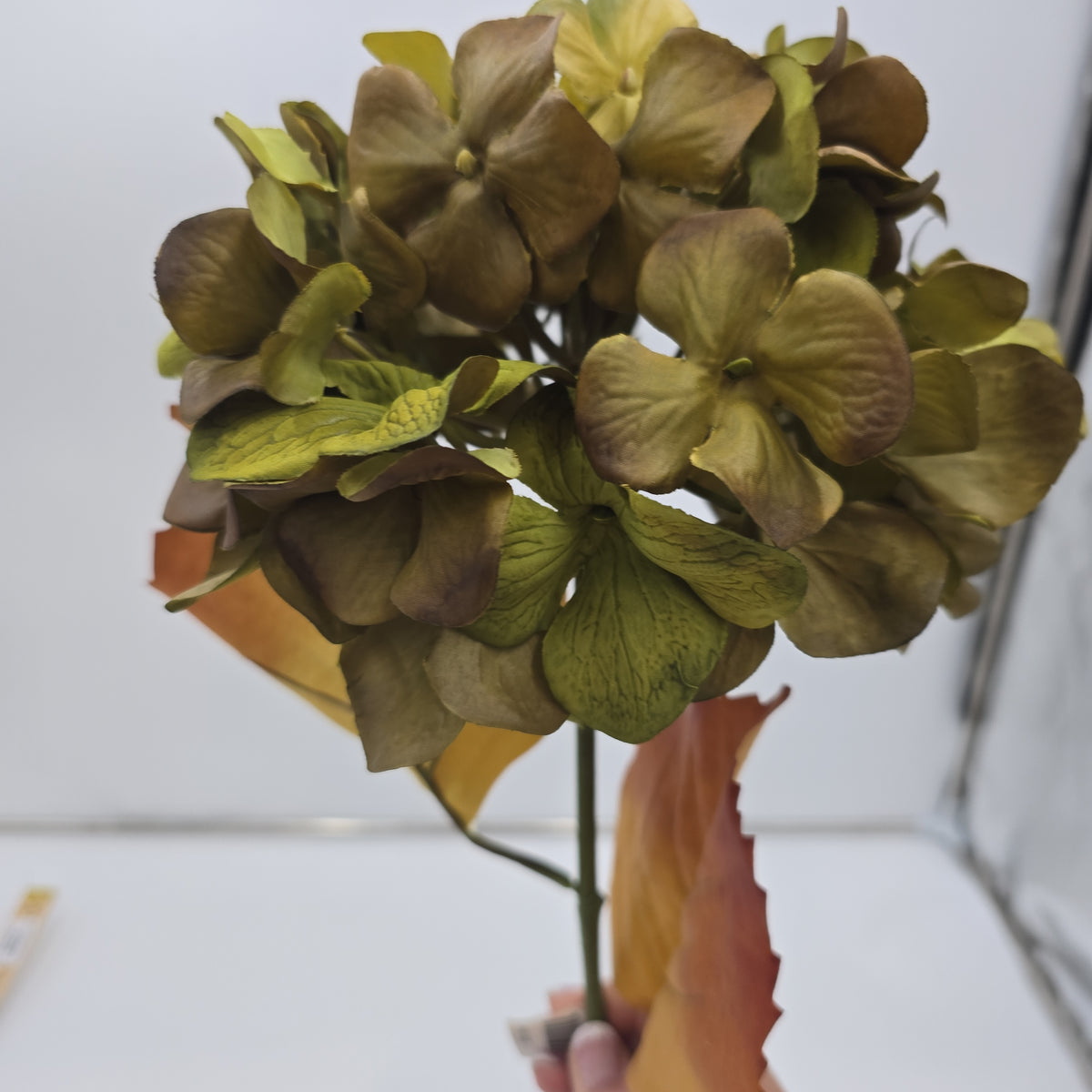 Hydrangea--#fsh276-gr/mo