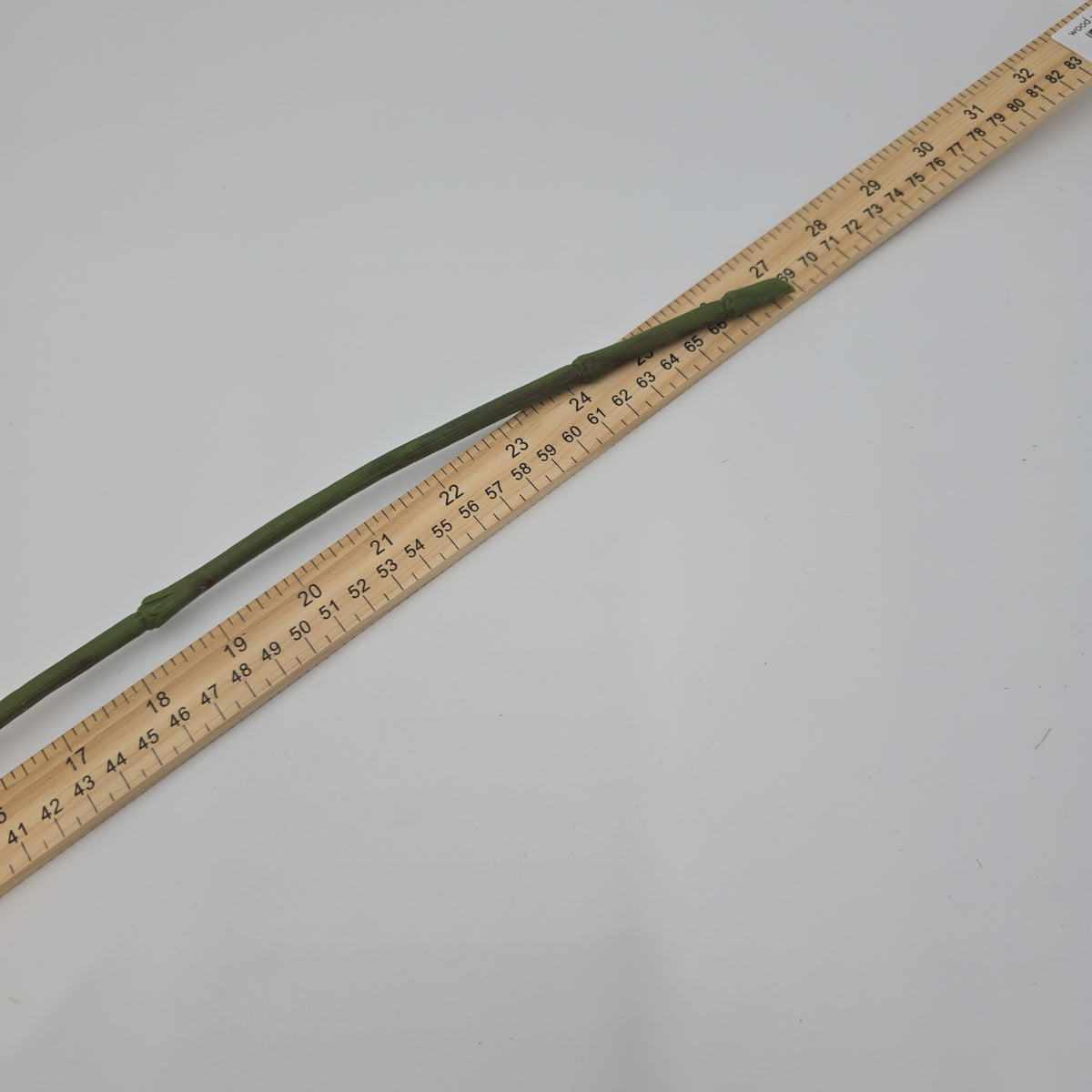 Hydrangea--#fsh276-gr/mo