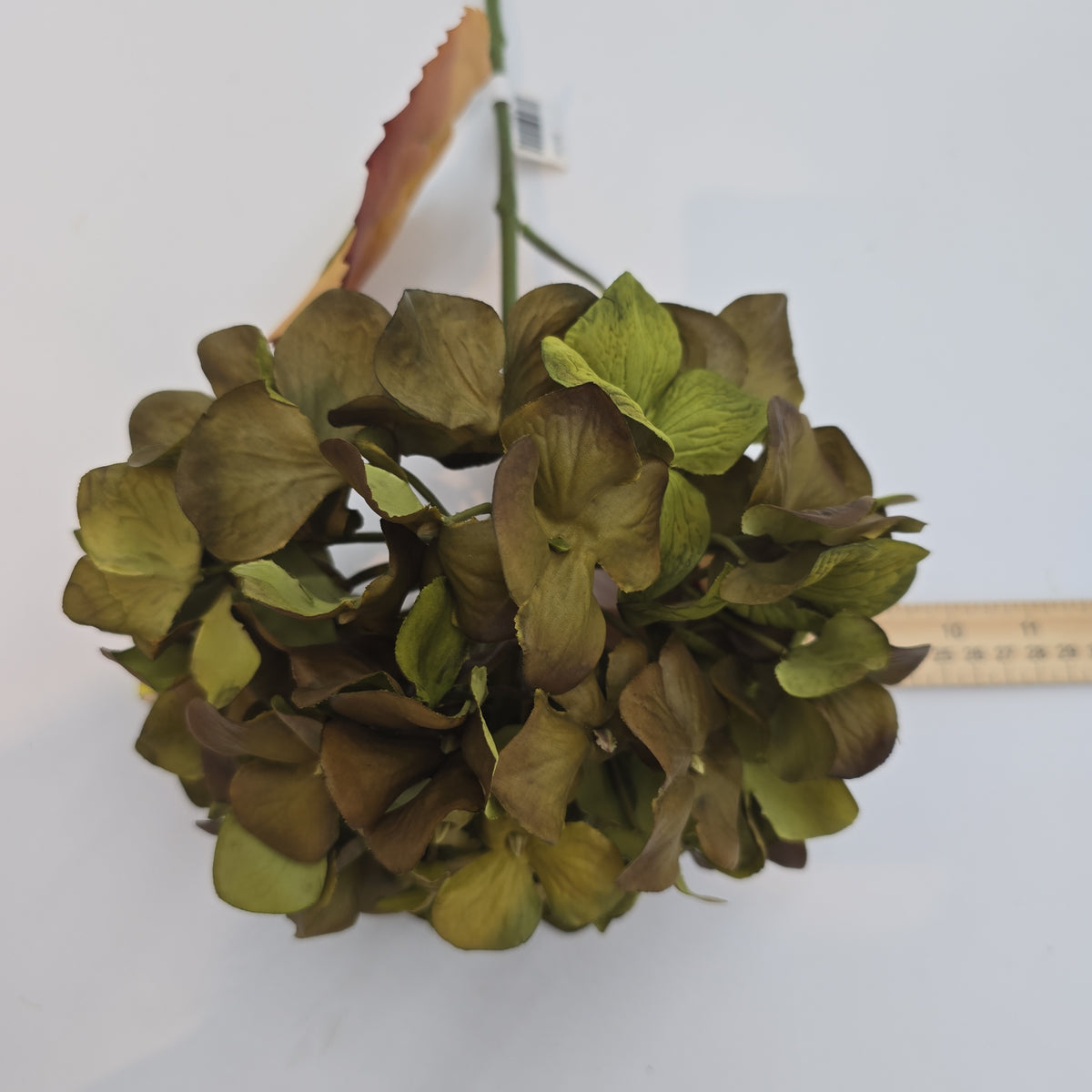 Hydrangea--#fsh276-gr/mo