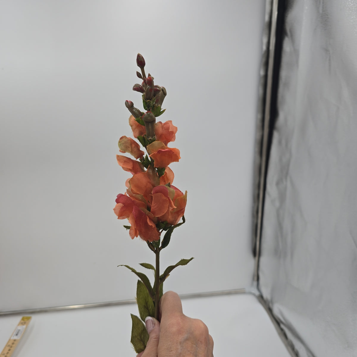 Snapdragon --#sss222