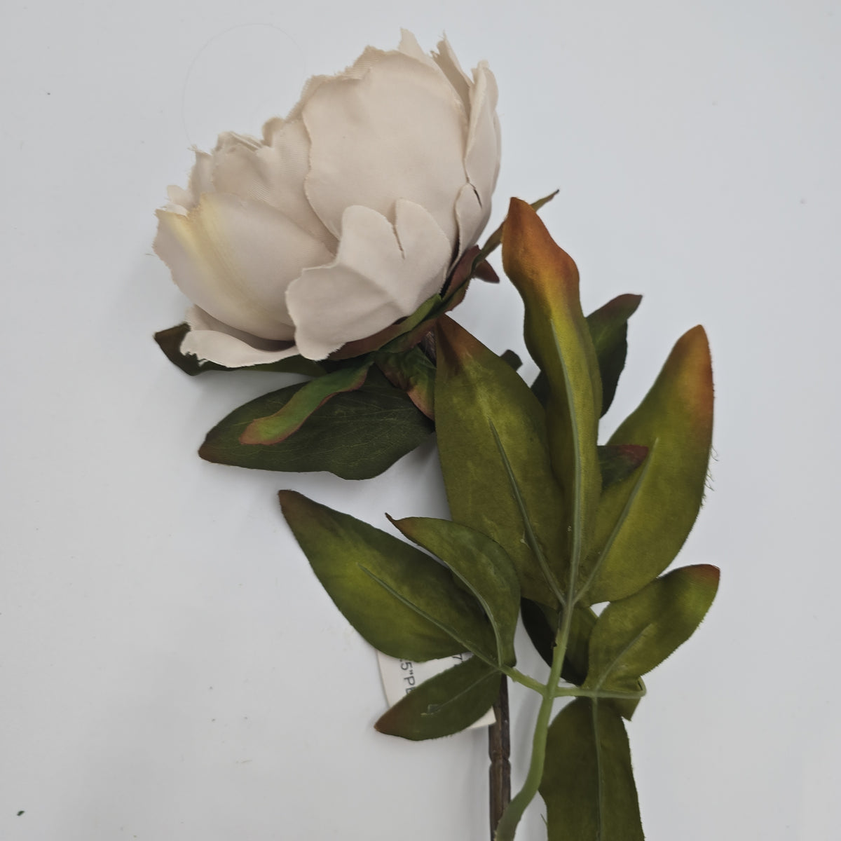 Small peony--#fsp779