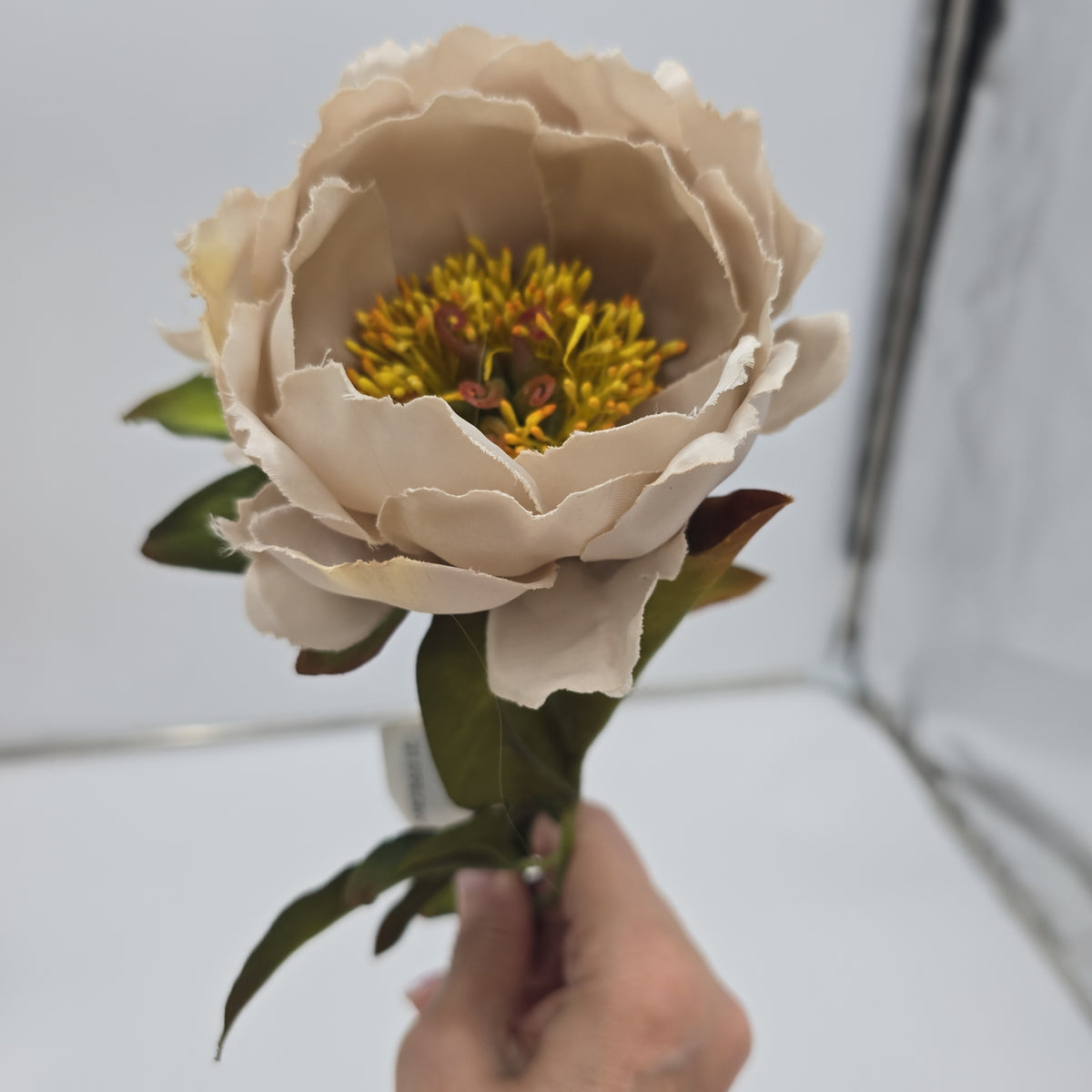 Small peony--#fsp779