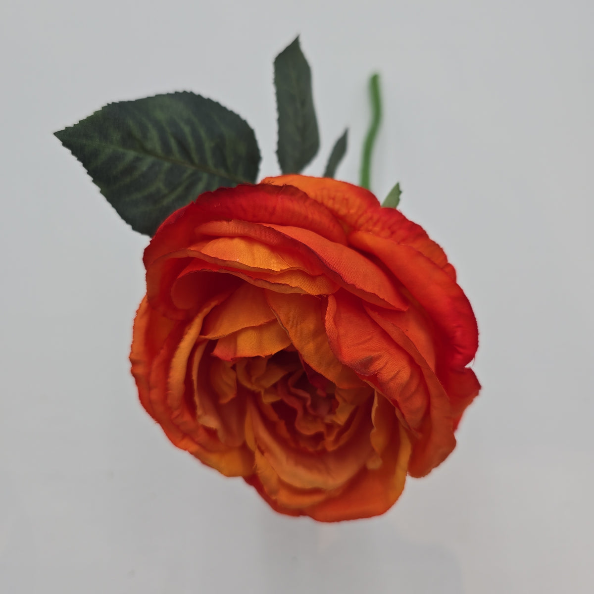 Garden Rose--#fsr018