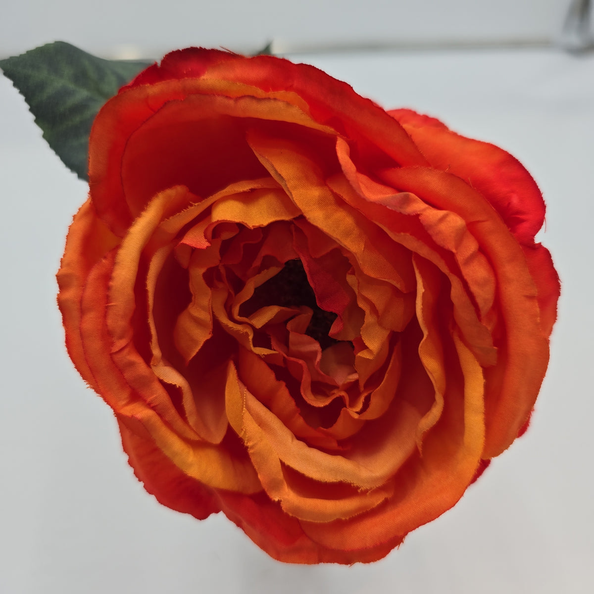 Garden Rose--#fsr018