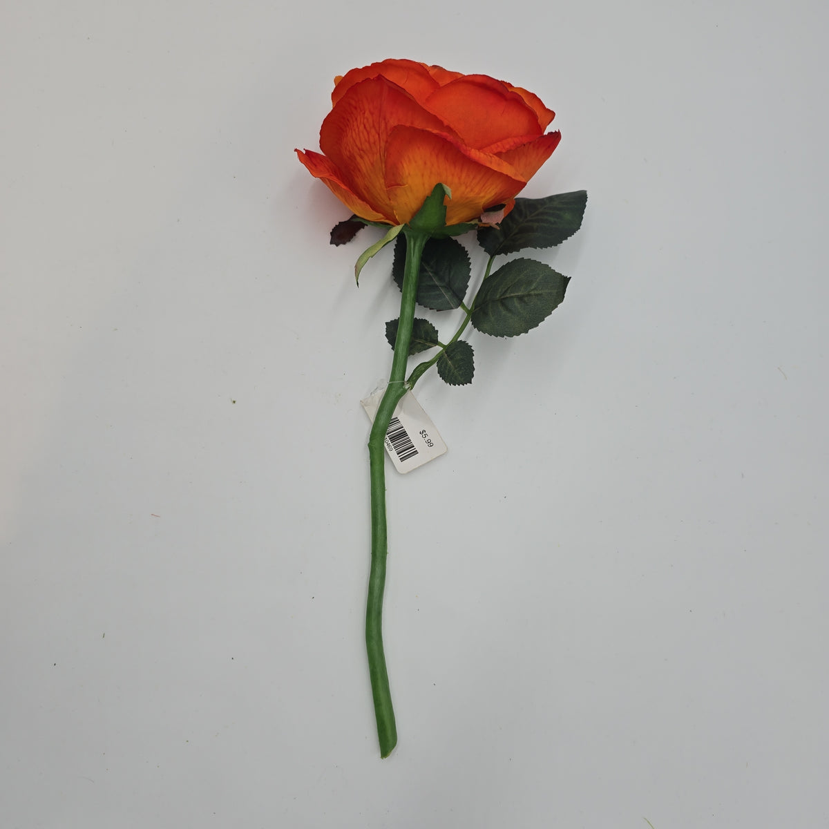 Garden Rose--#fsr018