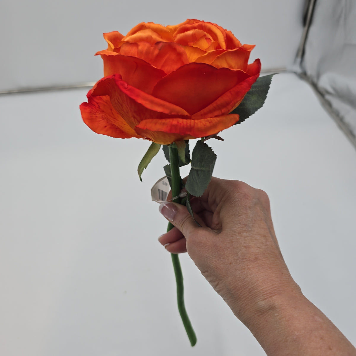 Garden Rose--#fsr018