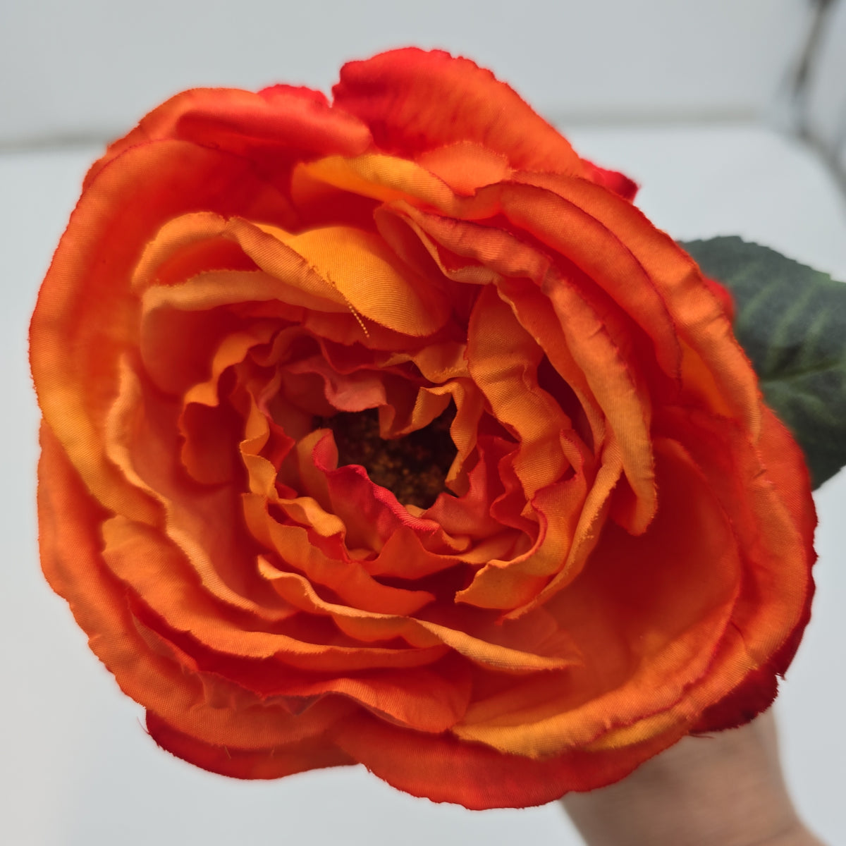 Garden Rose--#fsr018