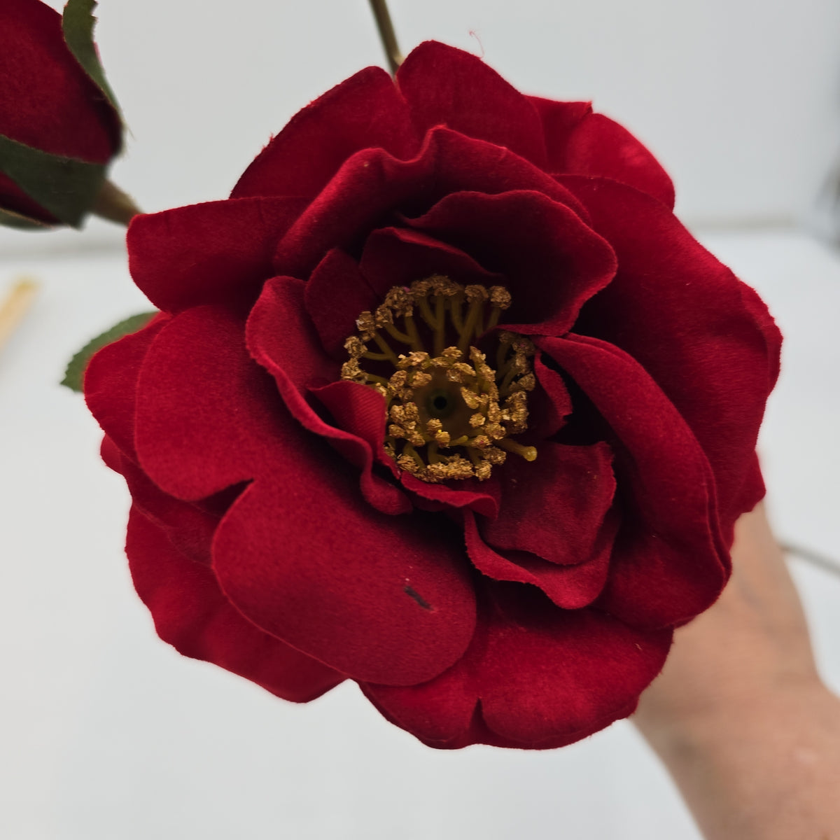 Velvet Rose--#gtr370