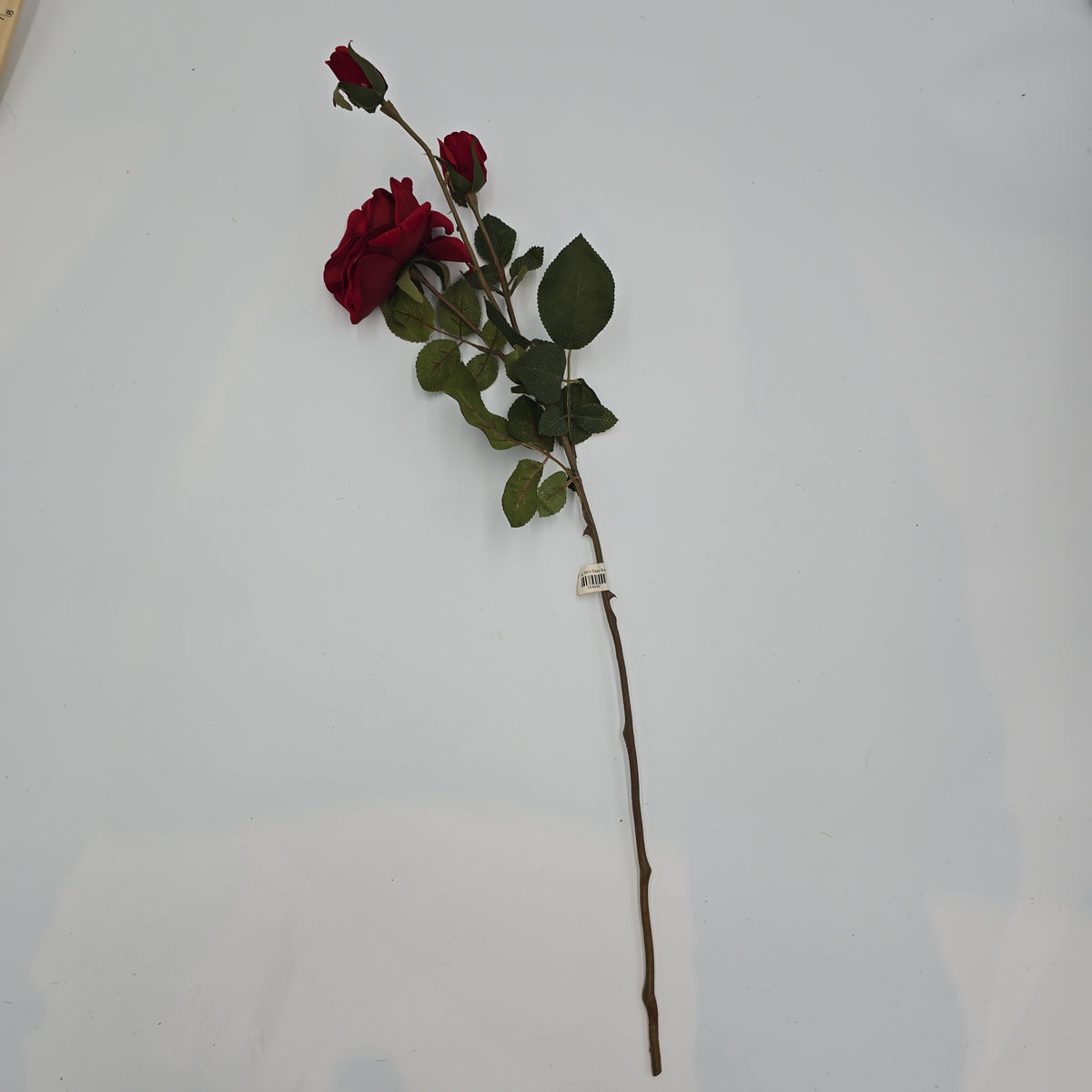 Velvet Rose--#gtr370