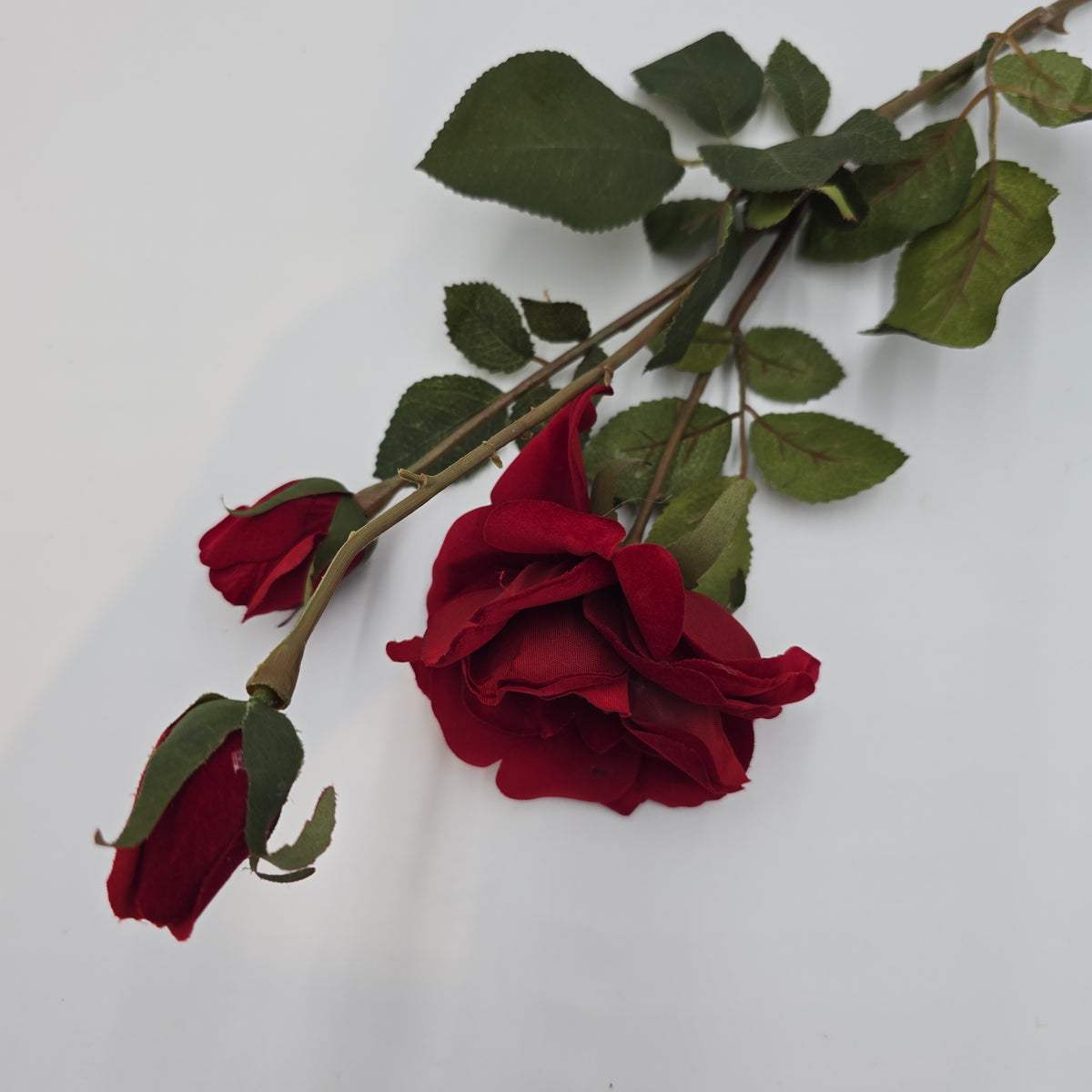 Velvet Rose--#gtr370