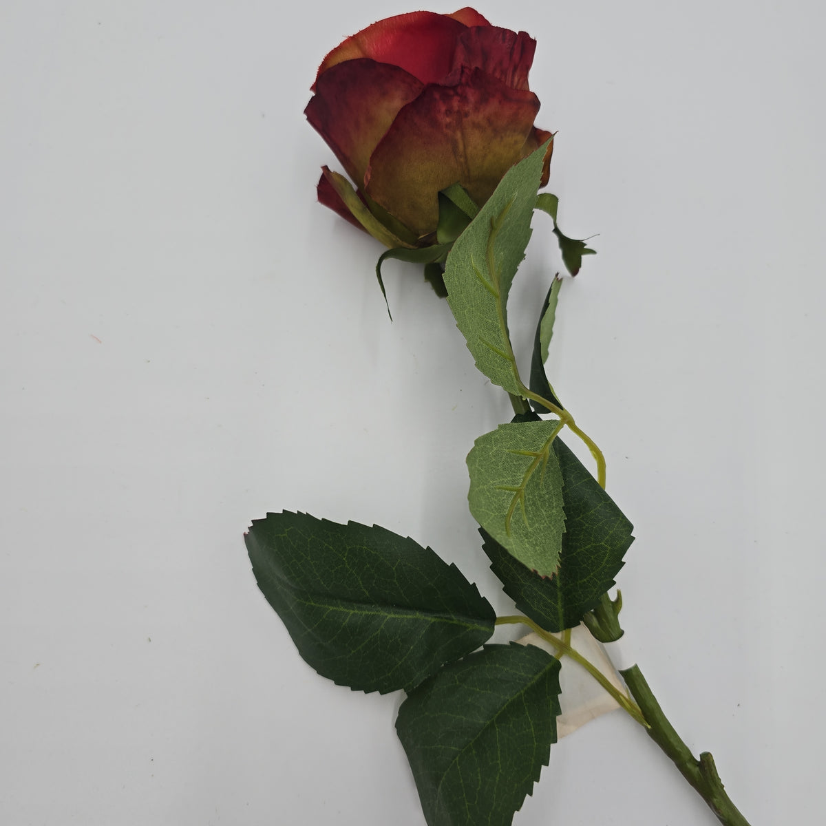 Rose Bud--#fsr540