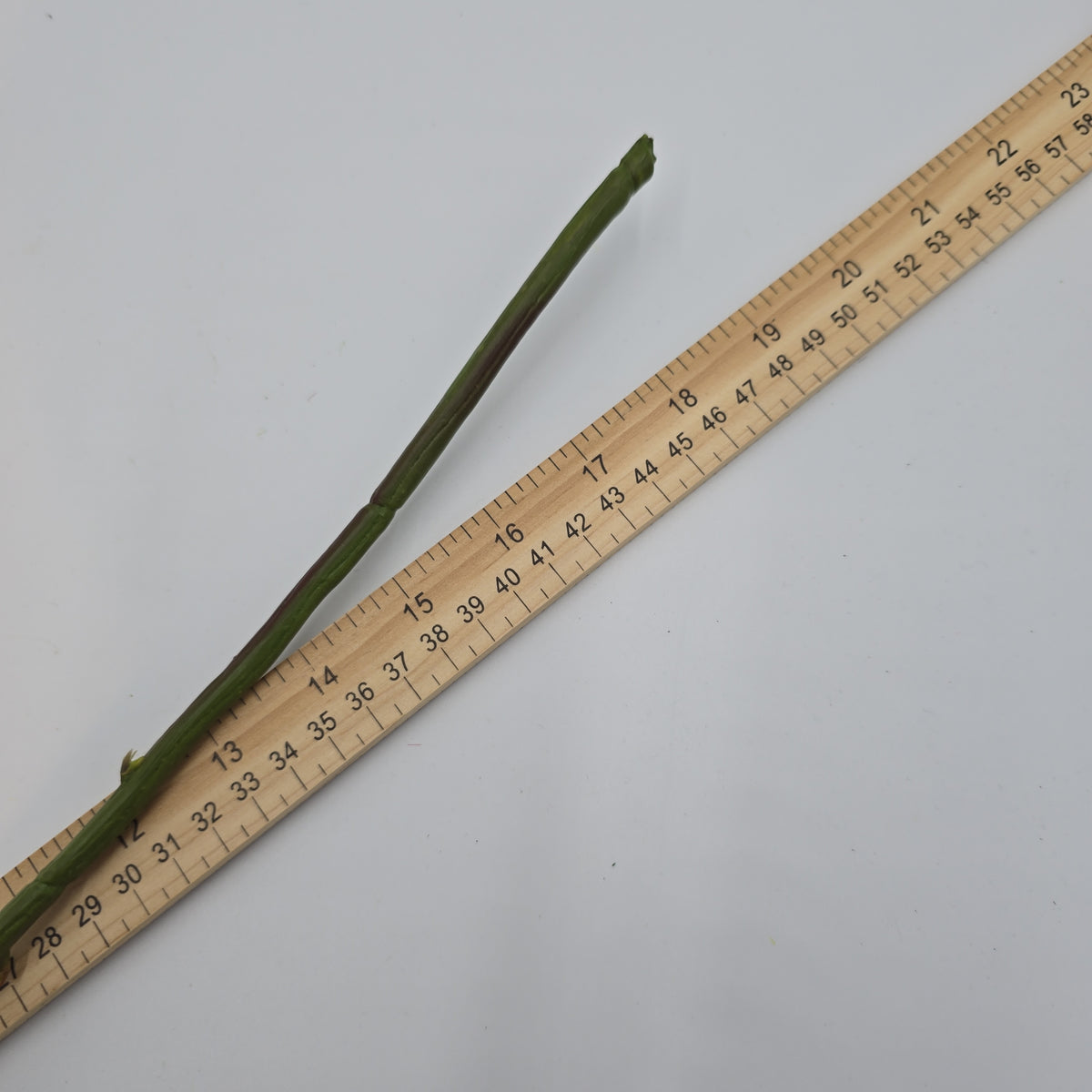 23&quot;MD ROSE--fr2007