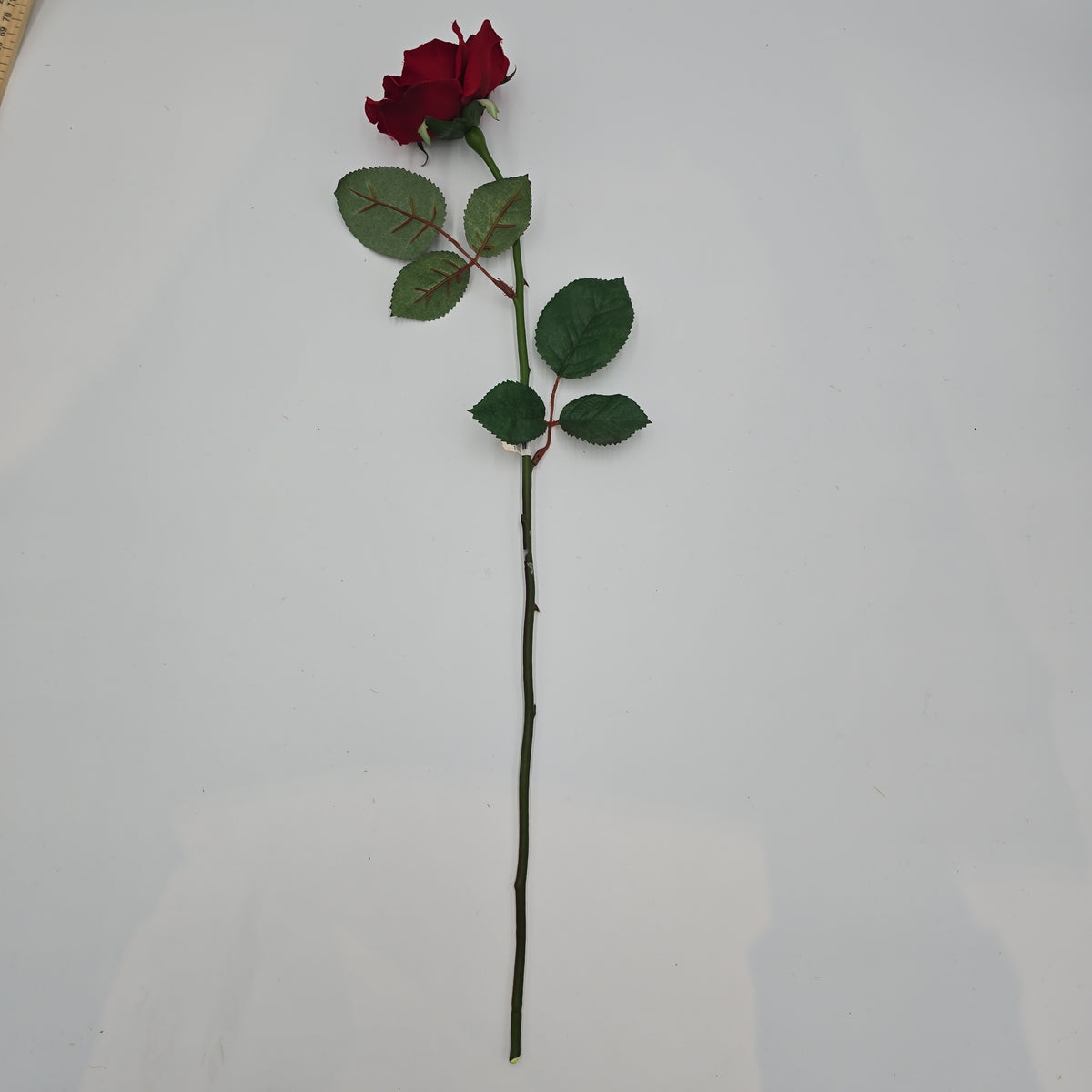 23&quot;MD ROSE--fr2007