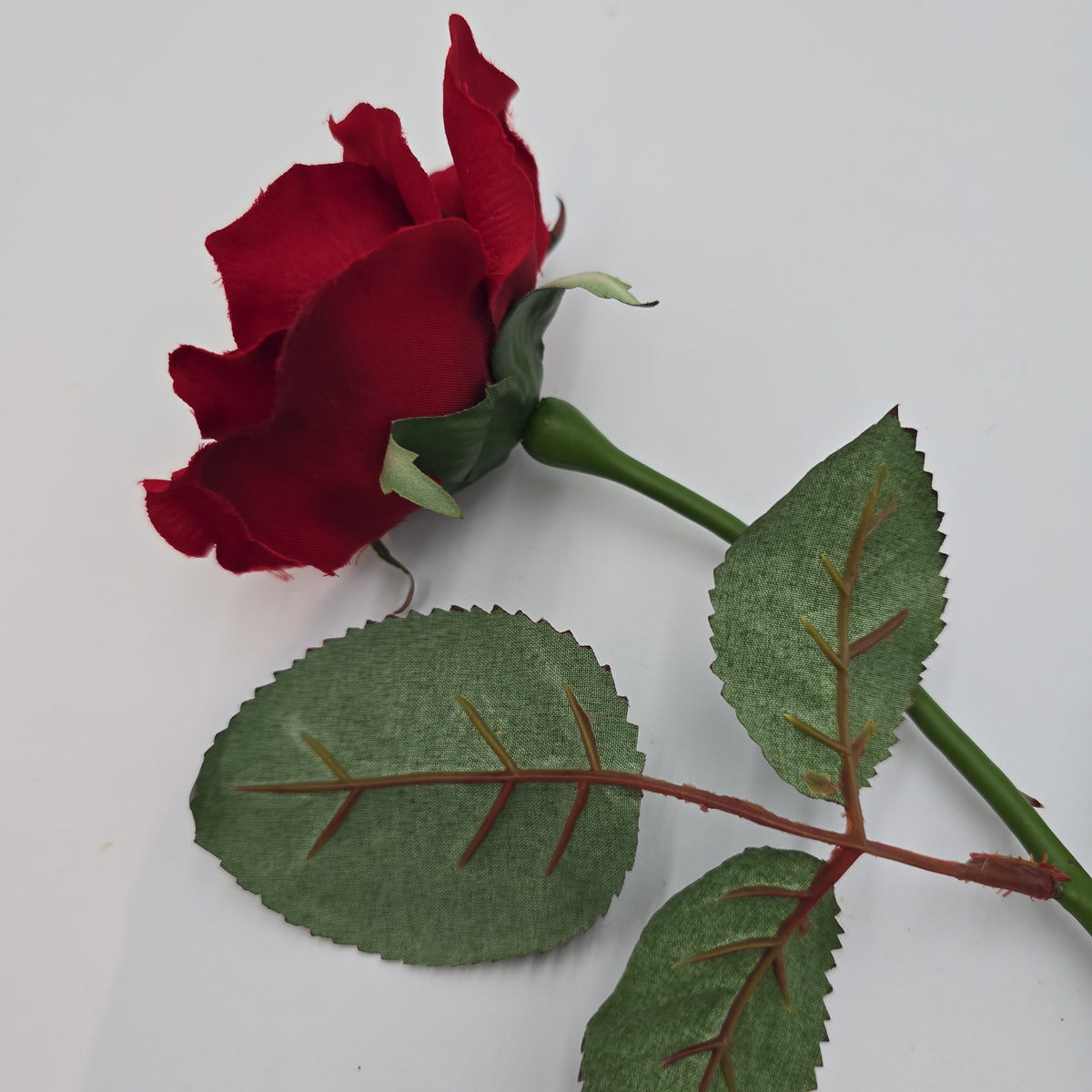 23&quot;MD ROSE--fr2007