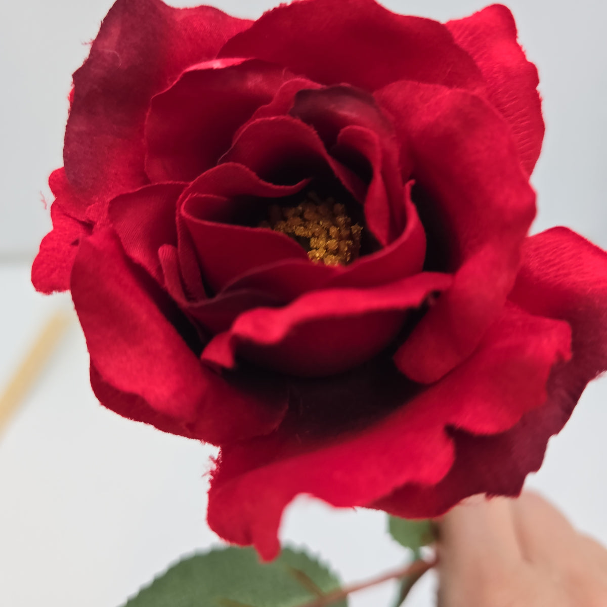 23&quot;MD ROSE--fr2007