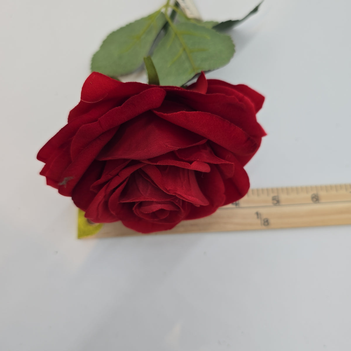 Open Rose--#fsr635