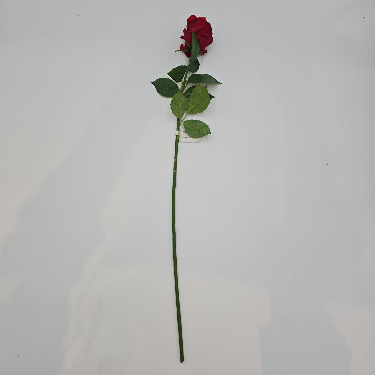 Rose Bud--#fsr145