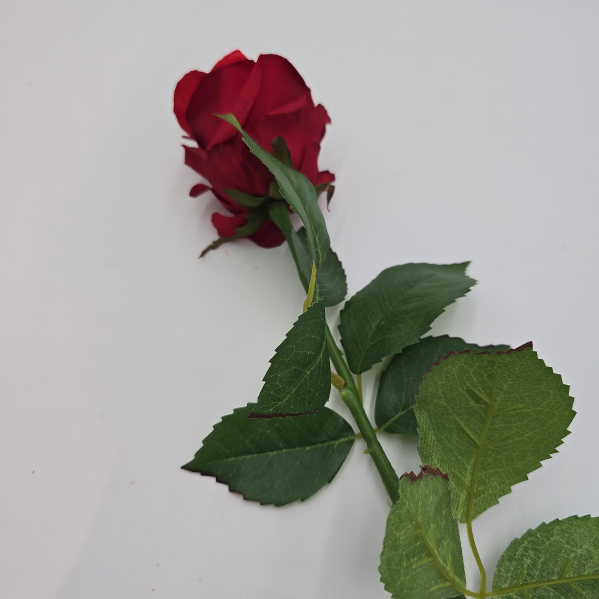 Rose Bud--#fsr145