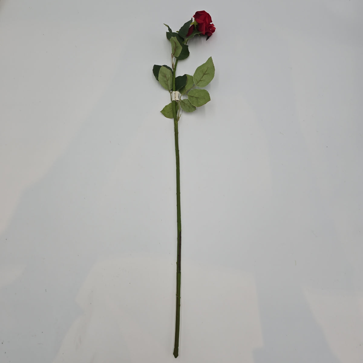 Rose Bud--#gtr455