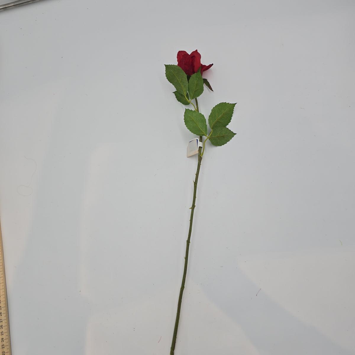 Rose Bud--#fsr075