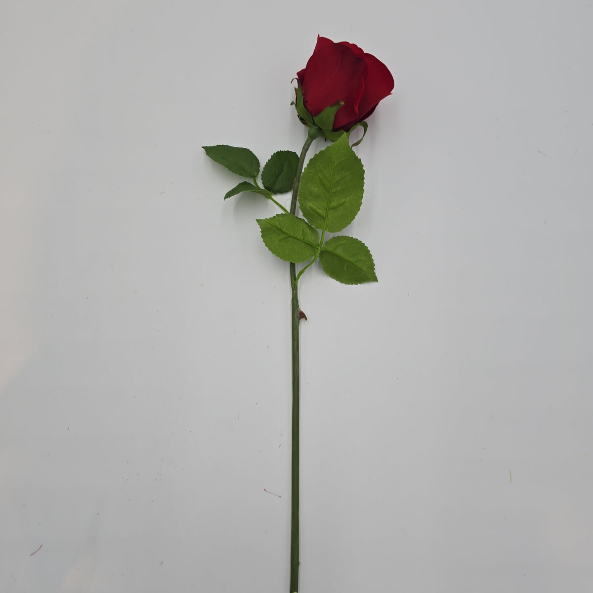 Rose Bud--#fsr689