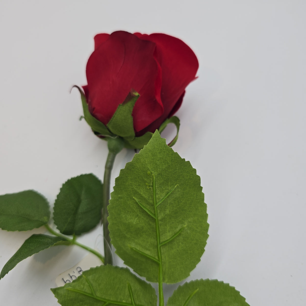 Rose Bud--#fsr689