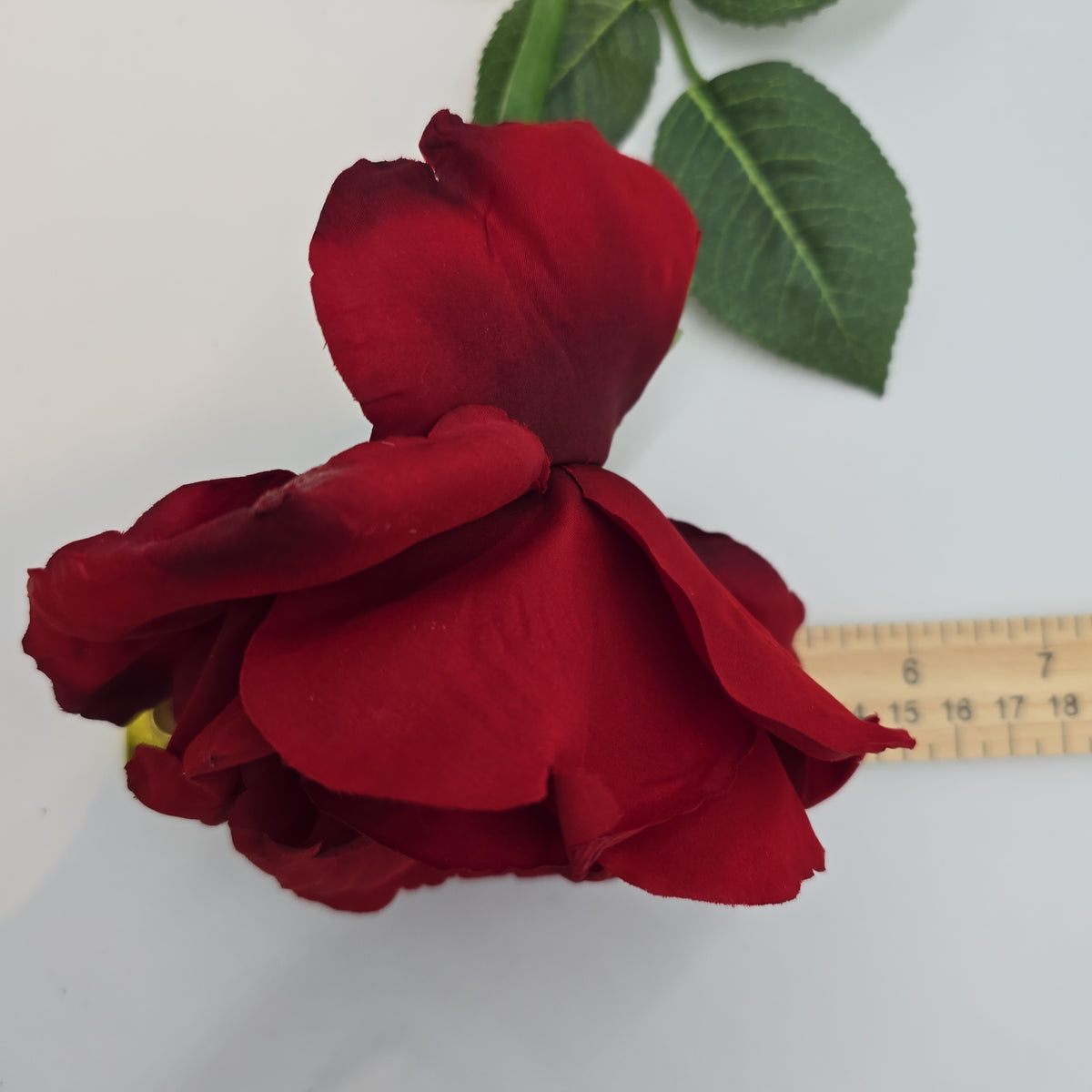 Open Rose--#fsr367