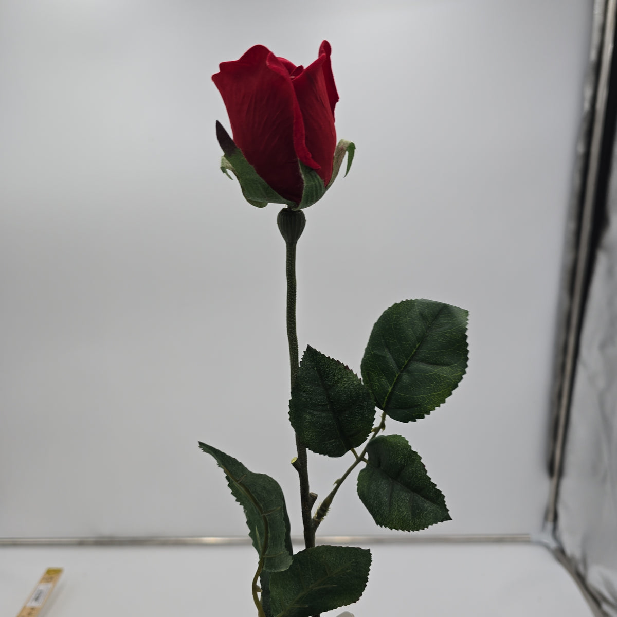 Rose Bud--#sss9559