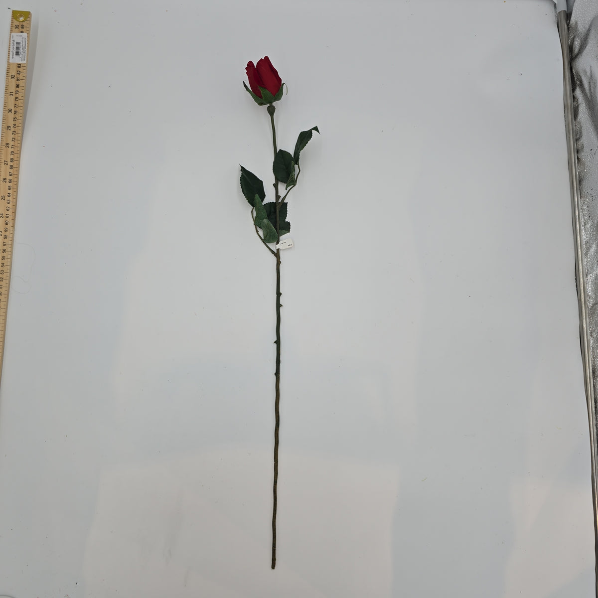 Rose Bud--#sss9559