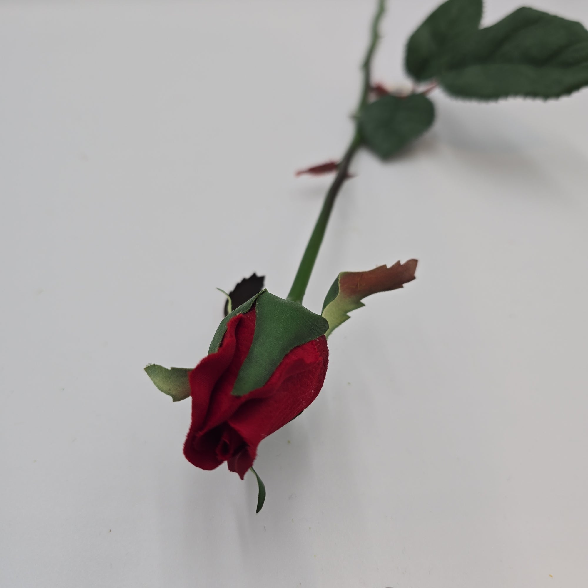 Rose Bud--#fr2005