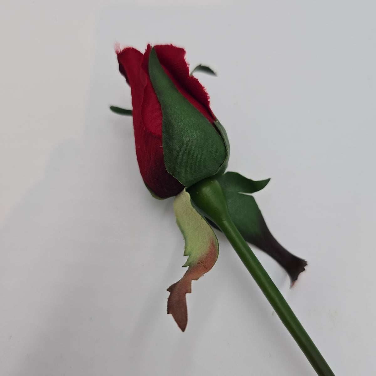 Rose Bud--#fr2005