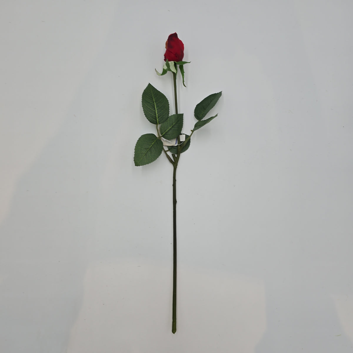 Rose Bud--#gtr245