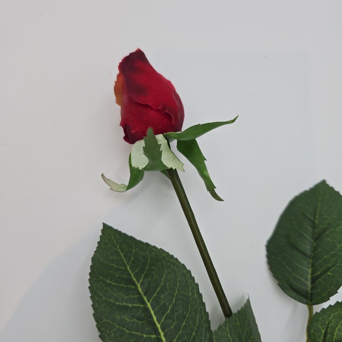 Rose Bud--#gtr245