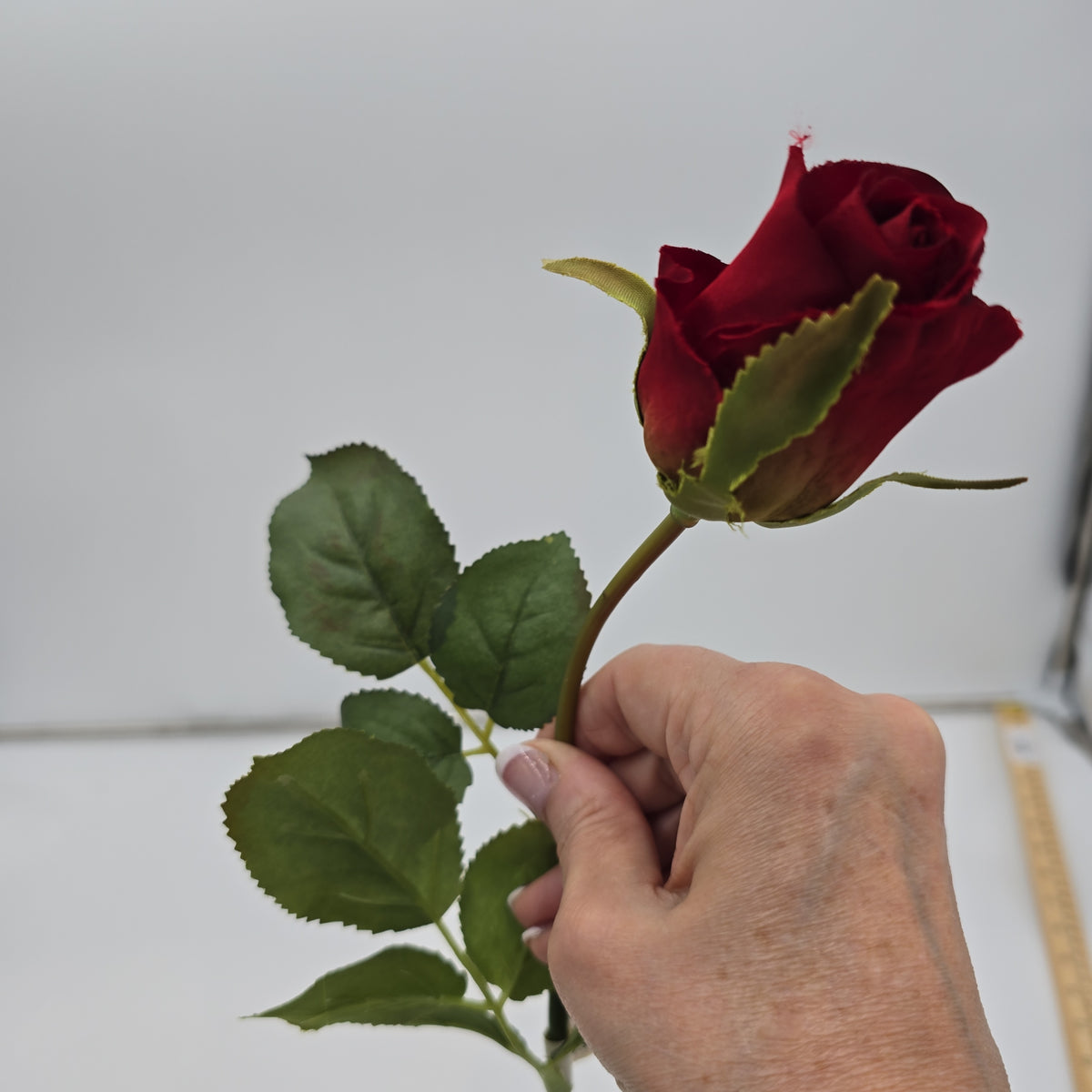 Rose Bud--#hsr055