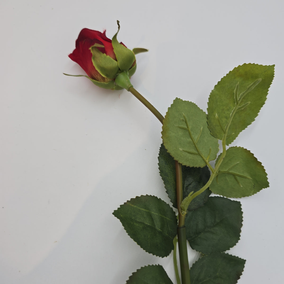 Rose Bud--#hsr055