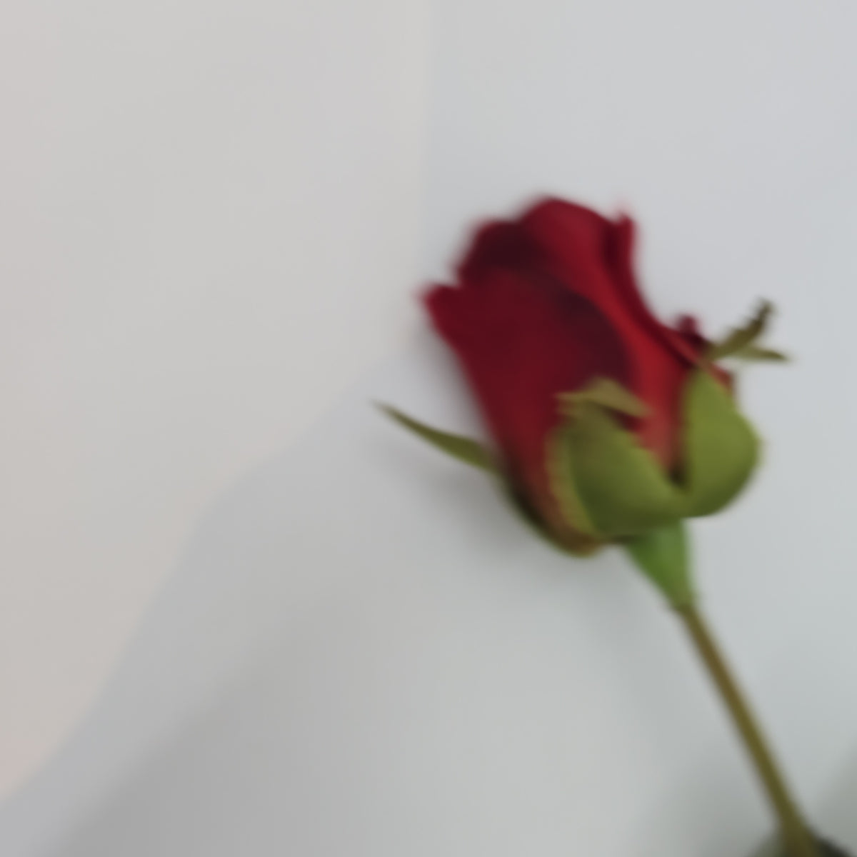 Rose Bud--#hsr055