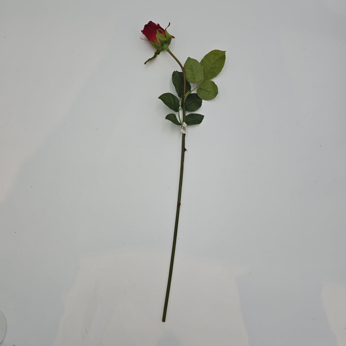 Rose Bud--#hsr055